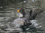 Tufted Puffin - Fratercula cirrhata