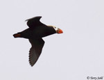 Tufted Puffin - Fratercula cirrhata