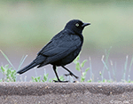 Brewer's Blackbird 6 - Euphagus cyanocephalus