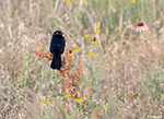 Brewer's Blackbird 7 - Euphagus cyanocephalus
