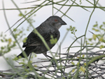 Bronzed Cowbird - Molothrus aeneus