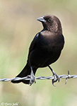 Brown-headed Cowbird 10 - Molothrus ater