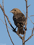 Brown-headed Cowbird 14 - Molothrus ater
