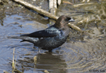 Brown-headed Cowbird 1 - Molothrus ater