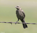 Brown-headed Cowbird 2 - Molothrus ater