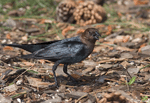 Brown-headed Cowbird 4 - Molothrus ater