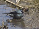 Brown-headed Cowbird 6 - Molothrus ater