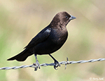 Brown-headed Cowbird 9 - Molothrus ater