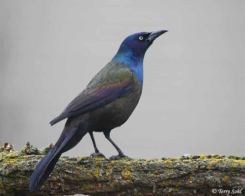 Image result for common grackle
