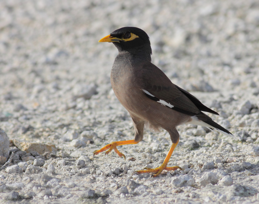 Phot of Common Myna - Acridotheres tristis