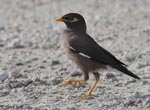 Common Myna - Acridotheres tristis