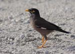 Common Myna - Acridotheres tristis