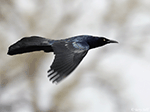 Great-tailed Grackle 8 - Quiscalus mexicanus