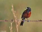 Orchard Oriole - Icterus spurius