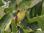 Orchard Oriole - Icterus spurius