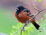 Orchard Oriole - Icterus spurius