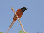 Orchard Oriole - Icterus spurius