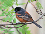 Orchard Oriole - Icterus spurius