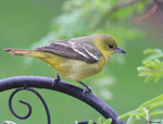 Orchard Oriole - Icterus spurius