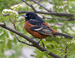 Orchard Oriole 24 - Icterus spurius