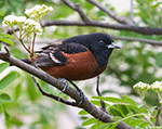 Orchard Oriole 26 - Icterus spurius