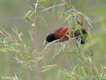 Orchard Oriole - Icterus spurius