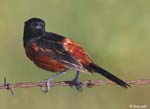 Orchard Oriole - Icterus spurius