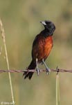 Orchard Oriole - Icterus spurius