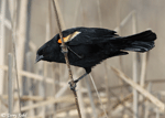 Red-winged Blackbird 10 - Agelaius phoeniceus