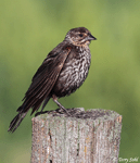 Red-winged Blackbird 13 - Agelaius phoeniceus
