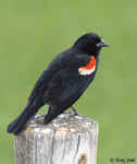 Red-winged Blackbird 15 - Agelaius phoeniceus