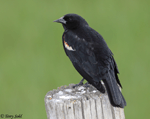 Red-winged Blackbird 16 - Agelaius phoeniceus