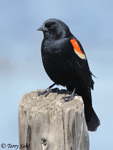 Red-winged Blackbird 17 - Agelaius phoeniceus