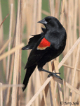 Red-winged Blackbird 18 - Agelaius phoeniceus