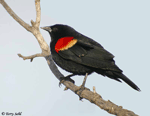 Red-winged Blackbird 1 - Agelaius phoeniceus