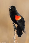 Red-winged Blackbird 20 - Agelaius phoeniceus