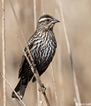 Red-winged Blackbird 21 - Agelaius phoeniceus
