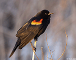 Red-winged Blackbird 22 - Agelaius phoeniceus