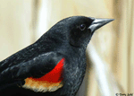 Red-winged Blackbird 2 - Agelaius phoeniceus