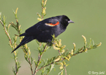 Red-winged Blackbird 5 - Agelaius phoeniceus
