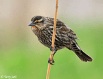 Red-winged Blackbird 6 - Agelaius phoeniceus