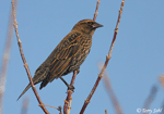 Red-winged Blackbird 9 - Agelaius phoeniceus