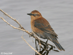 Rusty Blackbird - Euphagus carolinus