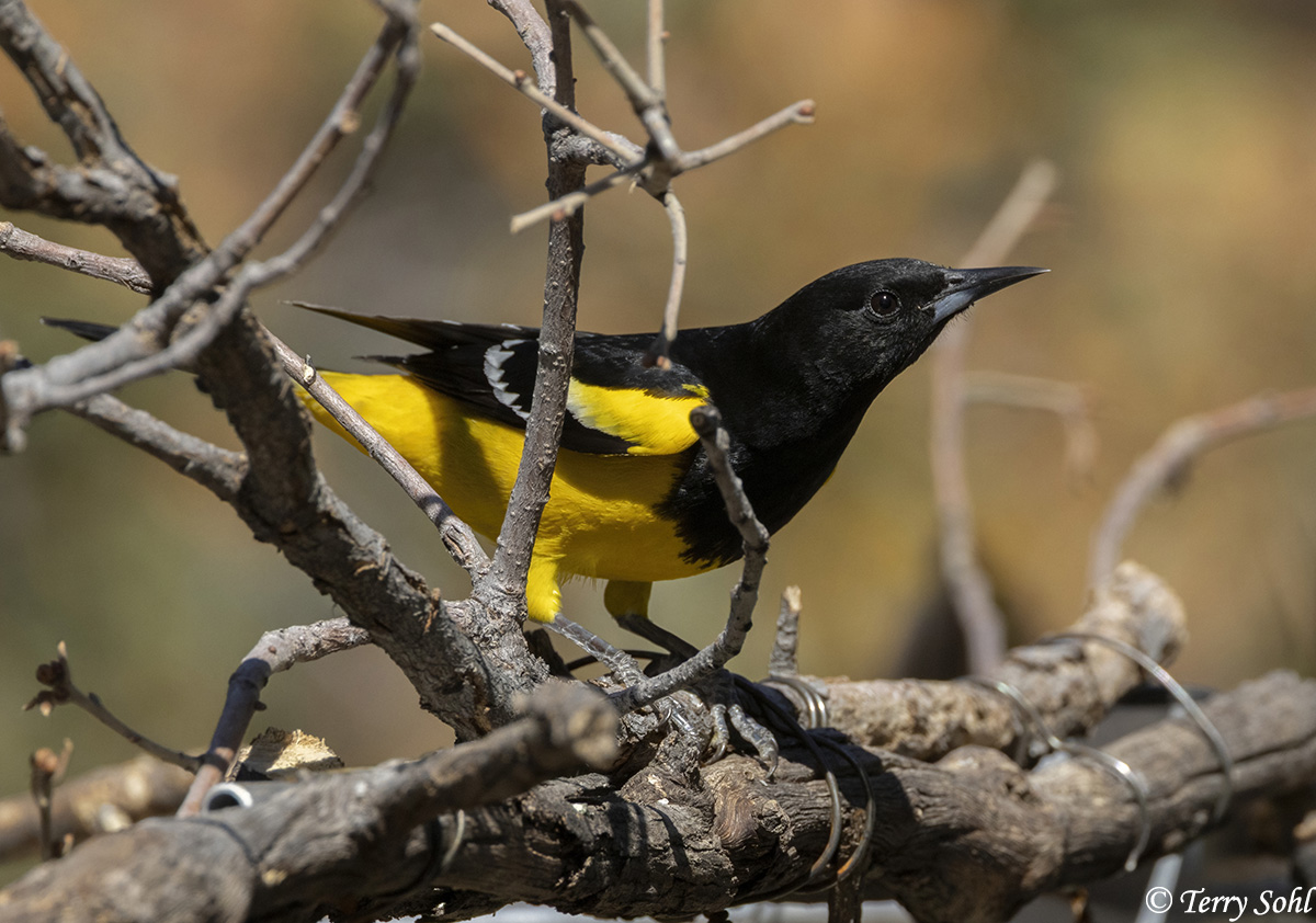 Scott's Oriole - Icterus parisorum