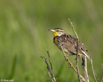 Western Meadowlark 4 - Sturnella neglecta