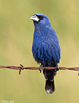 Blue Grosbeak 13 - Passerina caerulea