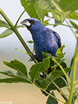 Blue Grosbeak 15 - Passerina caerulea