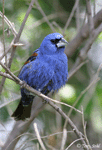 Blue Grosbeak - Guiraca caerulea