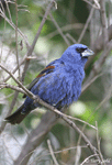 Blue Grosbeak - Guiraca caerulea