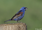 Blue Grosbeak - Passerina caerulea